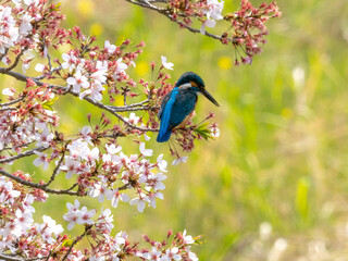 獲物を探して桜の小枝にとまるカワセミ