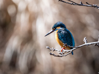 獲物を探して桜の小枝にとまるカワセミ