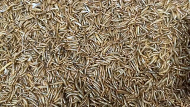 mealworms caterpillar food bird