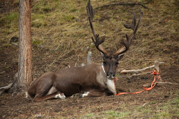 deer, reindeer, fawn, grand deer, antler, asia, russia, new year, christmas, tent wildlife, mongolia