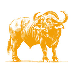 buffalo vector illustration