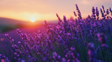 Naklejka premium Purple lavender flowers at sunset.