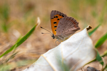 butterfly on a leaf