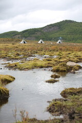 deer, reindeer, fawn, grand deer, antler, asia, russia, new year, christmas, tent wildlife, mongolia