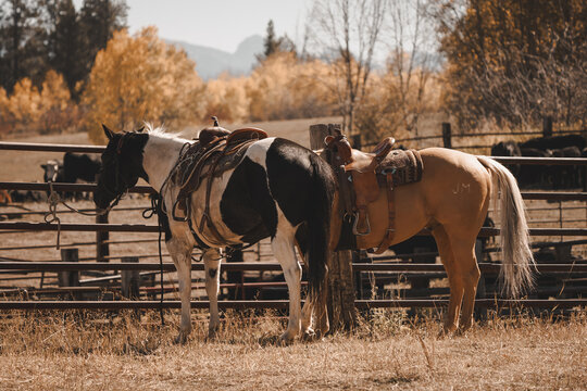 vintage imagery of horses wearing western saddles and tack standing tied up outside of corrals with cattle in the Wyoming mountains in autumn