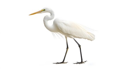 Great egret isolated on white background. 