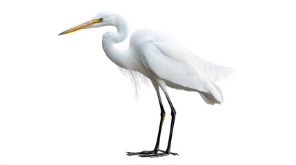 Great egret isolated on white background. 