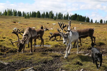deer, reindeer, fawn, grand deer, horn, asia, russia, new year, christmas,