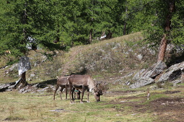 Naklejka premium deer, reindeer, fawn, grand deer, antler, asia, russia, new year, christmas, tent wildlife, mongolia