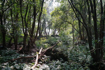 mossy rocks and old trees in wild forest