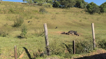 Train window view of vultures around dead cow in rural landscape