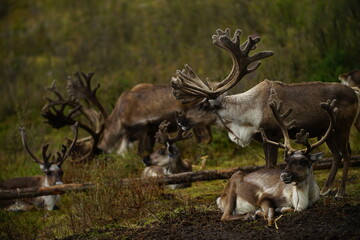 deer, reindeer, fawn, grand deer, horn, asia, russia, new year, christmas,