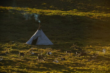 deer, reindeer, fawn, grand deer, antler, asia, russia, new year, christmas, tent wildlife, mongolia