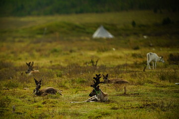 deer, reindeer, fawn, grand deer, horn, asia, russia, new year, christmas,