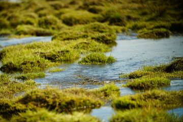 mongolia, asia, wildlife, landscape, outdoor, river,