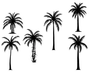 palm trees silhouette