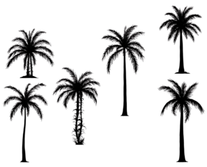 palm trees silhouette