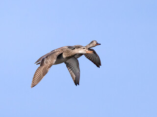 Gadwall