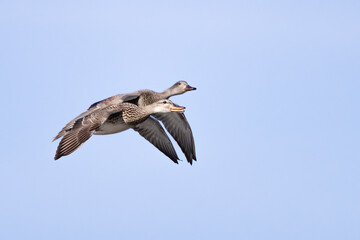 Obraz premium Gadwall