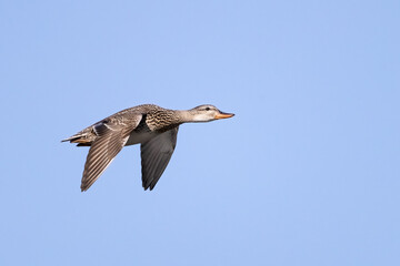 Gadwall