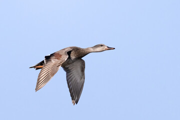 Gadwall