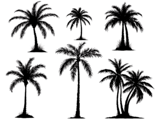 silhouettes of palm trees