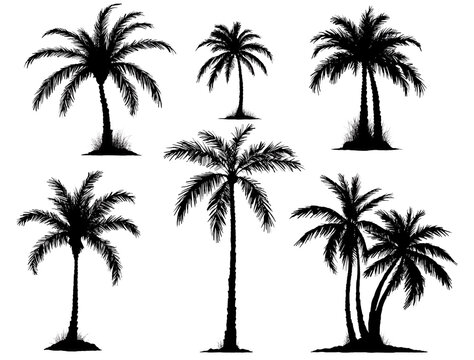silhouettes of palm trees
