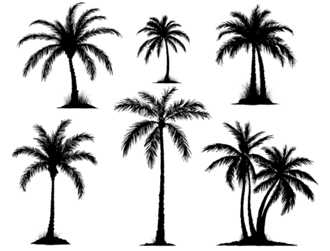 silhouettes of palm trees