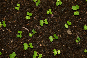 seedlings of Chinese Bok choy