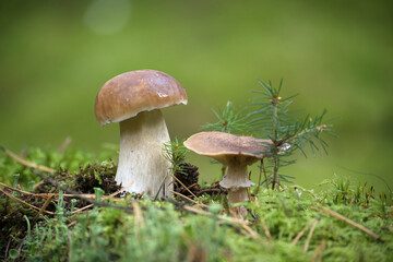 Close-Up of Wild Penny Bun Mushroom Growing on Forest Floor