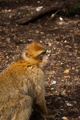 Wild monkeys in Morocco