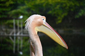 Portrait of a pelican by a tranquil pond