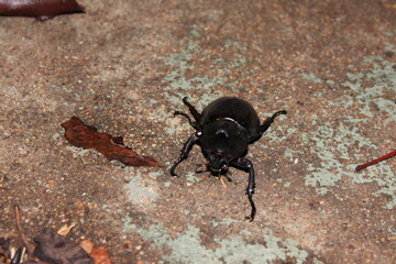 Photograph of an Australian Rhinoceros Beetle (Xylotrupes australicus), photo taken in South East Queensland, Australia