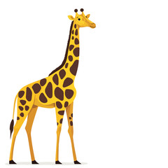 Obraz premium giraffe isolated on white background
