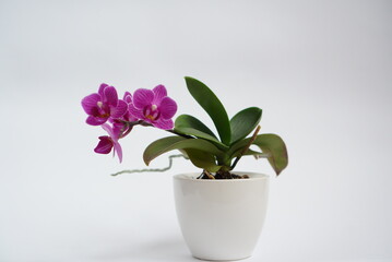 Pink orchid in a white pot on a white background. Natural background and design element.