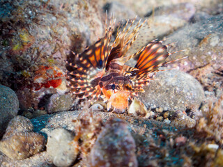広げた羽根が美しいキリンミノ（フサカサゴ科）の幼魚。
英名、学名：Zebra turkeyfish (Dendrochirus zebra) 
静岡県伊豆半島賀茂郡南伊豆町中木ヒリゾ浜-2024年
