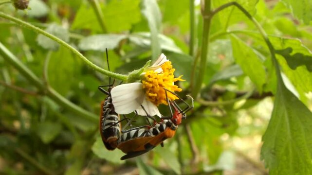 a pair of a red cotton stainer bug or Dysdercus cingulatus is doing a mating process at the garden. This bug is in the family of Pyrhocoridae and is a serious pest of cotton crops