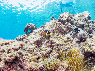 美しいイソギンチャク畑の可愛いクマノミ（クマノミ亜科）ペア、ミツボシクロスズメダイ（スズメダイ科）他の群れ。
水面にはスキンダイバーも泳いでいる。

英名、学名：
Yellowtail clownfish (Amphiprion clarkii)
Threespot dascyllus (Dascyllus trimaculatus) 
静岡県伊豆半島賀茂郡南伊豆町中木ヒリゾ浜-2024年
