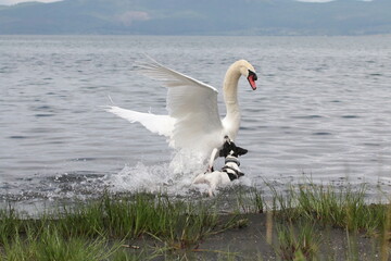 aggressione cigno