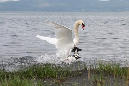 aggressione cigno