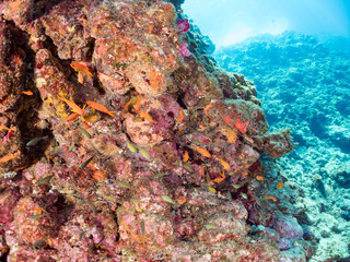 ウミカラマツ（ソフトコーラル）が生えるドロップオフのキンギョハナダイ（ハナダイ亜科）、スズメダイ（スズメダイ科）他群れ
英名、学名：
Sea Goldie (Pseudanthias squamipinnis)
Damselfish, Chromis notata, 
Antipathes japonica
静岡県伊豆半島賀茂郡南伊豆町中木ヒリゾ浜-2024年
