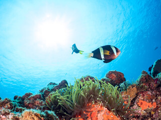 美しいイソギンチャク畑の可愛いクマノミ（クマノミ亜科）のペア他。
英名、学名：Yellowtail clownfish (Amphiprion clarkii)
静岡県伊豆半島賀茂郡南伊豆町中木ヒリゾ浜-2024年
