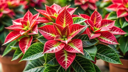 Photo of Euphorbia pulcherrima plant in red, green, and white colors