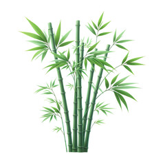 green bamboo stems with leaves illustration, isolated on white background PNG