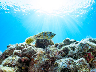 美しいソウシハギ（カワハギ科）他。逆光の中。

英名、学名：Scrawled filefish, Aluterus scriptus
静岡県伊豆半島賀茂郡南伊豆町中木ヒリゾ浜-2024年
