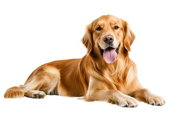 Golden Retriever dog - Canis lupus familiaris - great popular family domestic animal good with children isolated on white background tongue out while panting, laying and looking towards camera