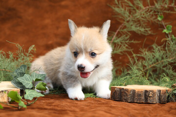 Cute small pembroke welsh corgi puppy