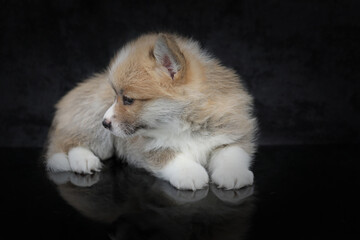 Obraz premium Cute small pembroke welsh corgi puppy on black background