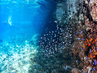 水中洞窟にいる、美しいミナミハタンポ（ハタンポ科）、クロホシイシモチ（テンジクダイ科）他の幼魚の群れ。
英名、学名：Black-Stripe Sweeper (Pempheris schwenkii), Spotnape cardinalfish (Ostorhinchus notatus),
静岡県伊豆半島賀茂郡南伊豆町中木ヒリゾ浜-2024年
