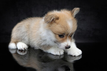 Cute small pembroke welsh corgi puppy on black background